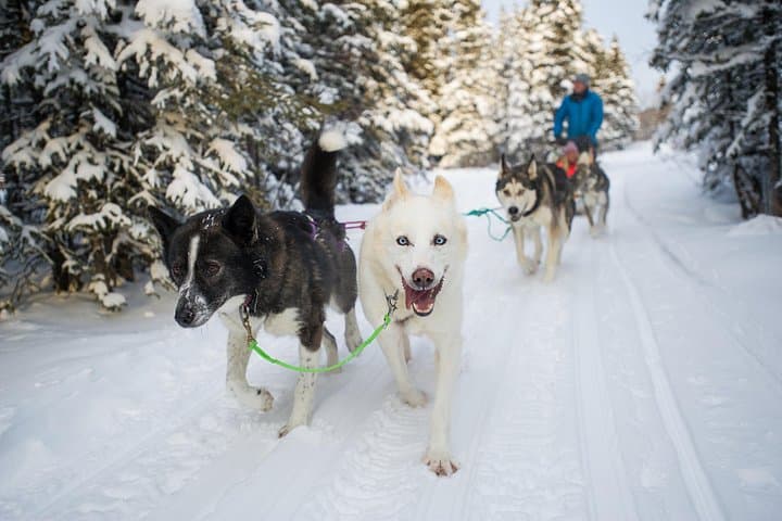 Romance Under the Aurora: Semi-Private Dome & Snowshoe Trip from Whitehorse photo 4