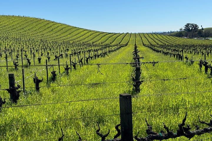 San Francisco to Sonoma Private 6-Hour Wine Tour — Up to 6 Guests photo 5