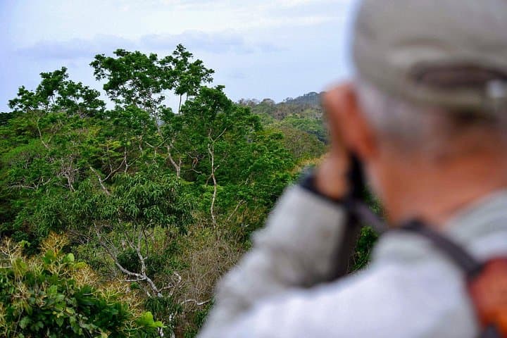 Sepilok Orangutan & Sun Bear Day Tour — Rainforest Canopy and Sandakan Sights