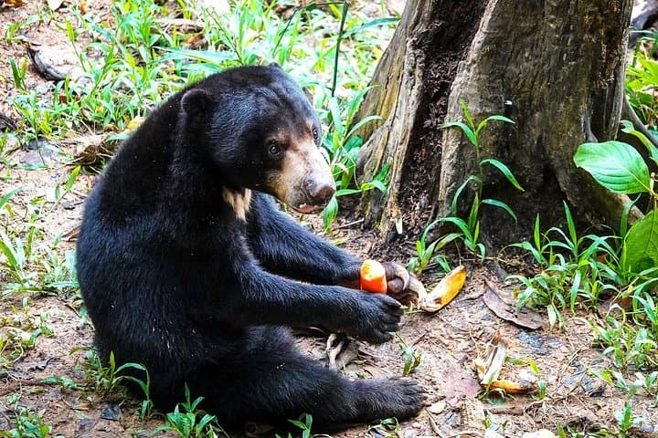 Sepilok Orangutan & Sun Bear Day Tour — Rainforest Canopy and Sandakan Sights photo 4