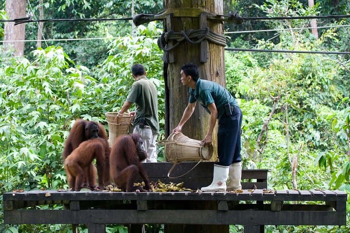 Sepilok Orangutan & Sun Bear Day Tour — Rainforest Canopy and Sandakan Sights photo 3