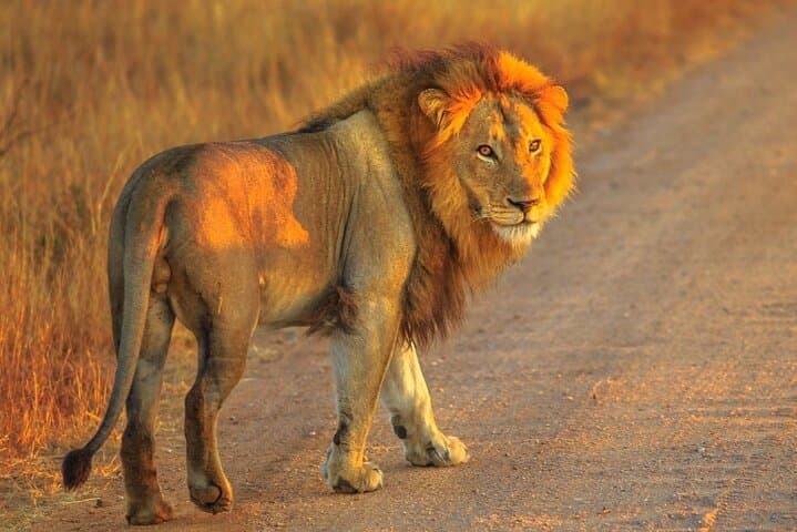 Aquila Game Reserve Safari Day Trip from Cape Town — Big Five Game Drive & Buffet Lunch photo 2