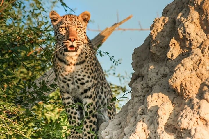 Aquila Game Reserve Safari Day Trip from Cape Town — Big Five Game Drive & Buffet Lunch photo 4