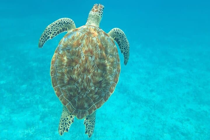 Caye Caulker 3-Stop Belize Barrier Reef Snorkeling Adventure