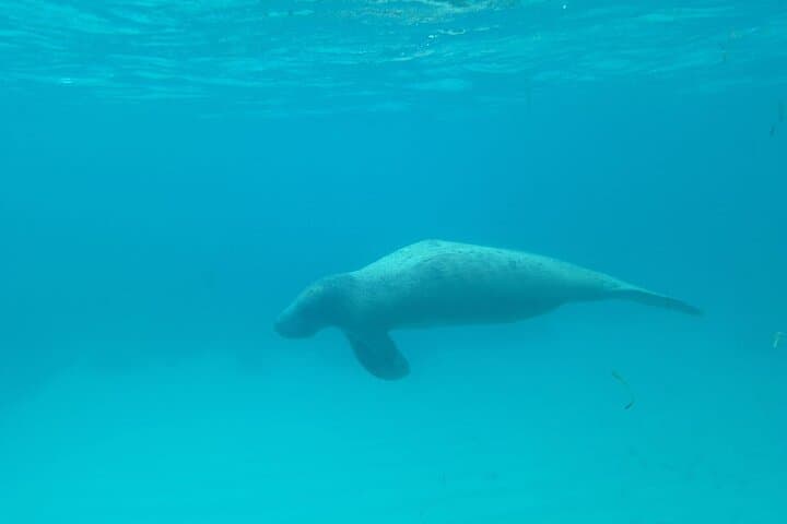 Caye Caulker 3-Stop Belize Barrier Reef Snorkeling Adventure photo 2