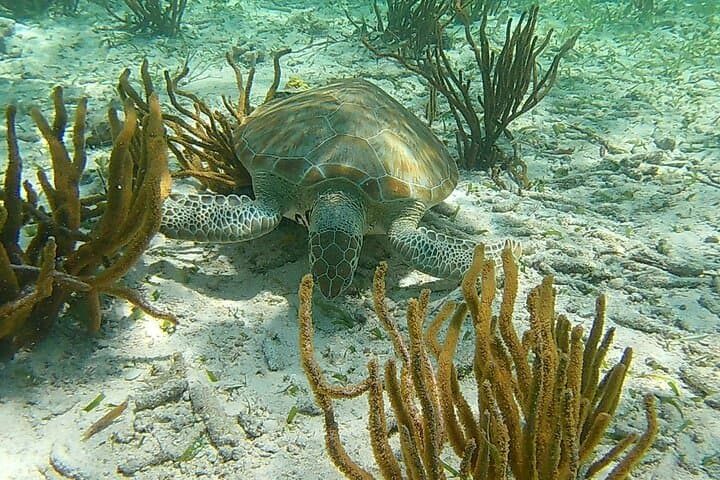 Caye Caulker 3-Stop Belize Barrier Reef Snorkeling Adventure photo 6