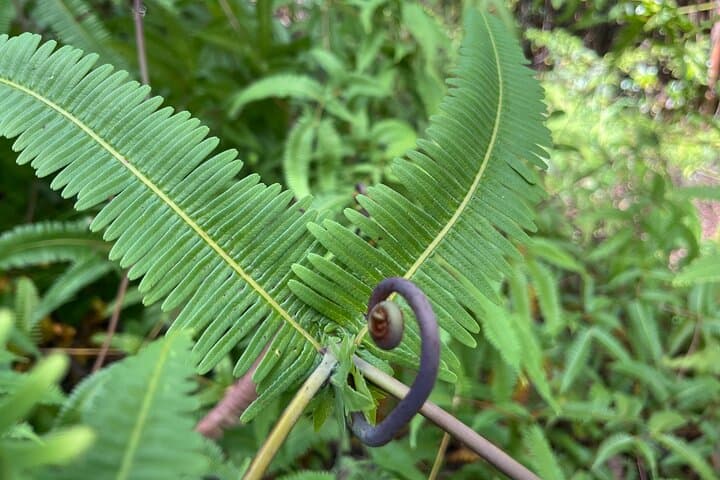 Haena Hike & Swim in Puna — Punawai Spring Coastal Trail Guide photo 3