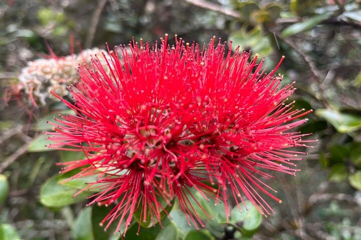 Haena Hike & Swim in Puna — Punawai Spring Coastal Trail Guide photo 5
