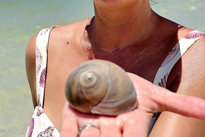 Keewaydin Island Shelling and Dolphin Tour — Naples Boat Trip Guide photo 4