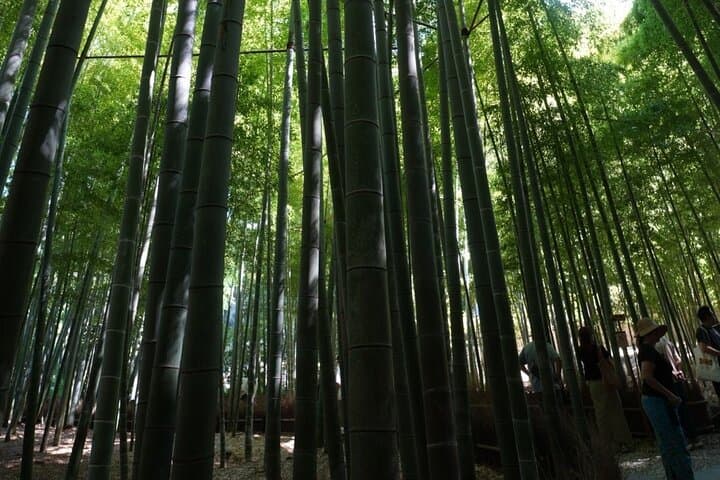 Early-Morning Kamakura Walking Tour From Tokyo — Great Buddha, Bamboo Grove & Historic Shrines photo 5