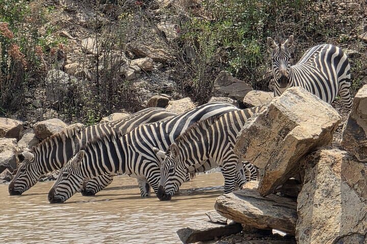 Inside Nairobi’s Wild Safari: Urban Wildlife, Elephant Orphans & Giraffe Encounters photo 6