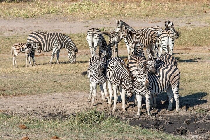 Chobe National Park Game Drive — Rivers, Elephants & Big Game from Kasane photo 3