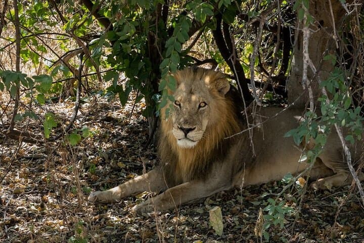 Chobe National Park Game Drive — Rivers, Elephants & Big Game from Kasane photo 4