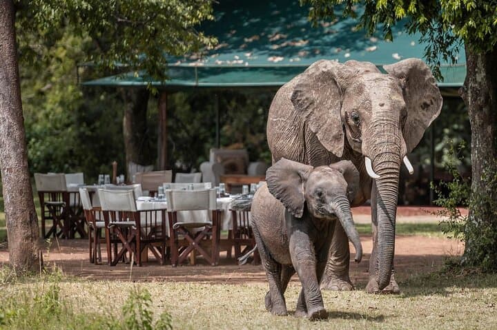 3-Day Masai Mara Governors' Camp Safari: Wildlife Drives & Migration Viewing photo 6