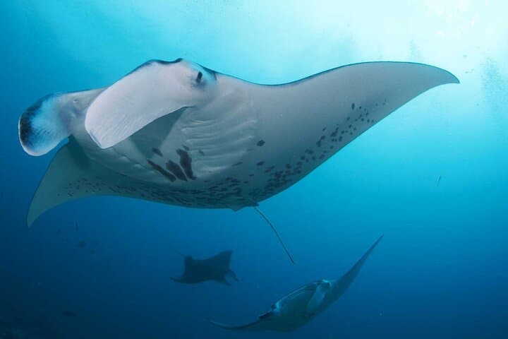 PADI Open Water Course in Lembongan — 3-Day Certification to 18m photo 6