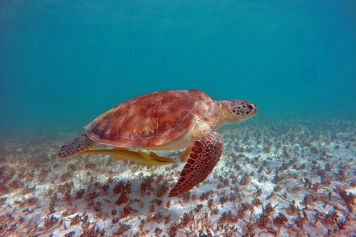 Swim with Sea Turtles in Akumal Bay — Guided Snorkel in Tsuuk Akumal photo 5