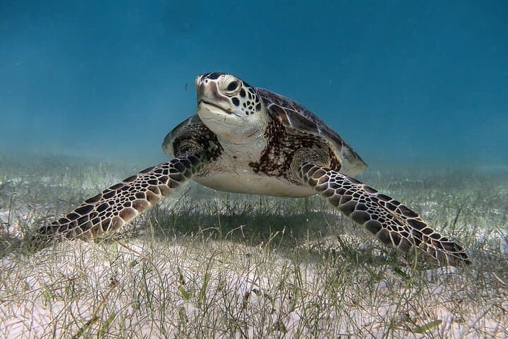 Swim with Sea Turtles in Akumal Bay — Guided Snorkel in Tsuuk Akumal photo 2