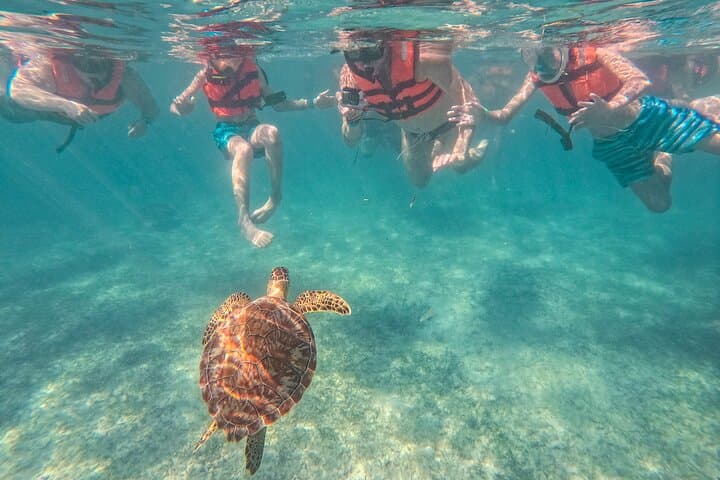 Swim with Sea Turtles in Akumal Bay — Guided Snorkel in Tsuuk Akumal photo 6