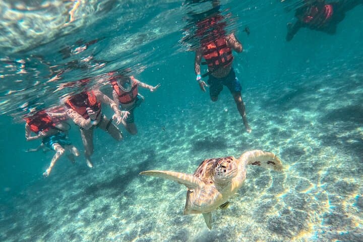 Swim with Sea Turtles in Akumal Bay — Guided Snorkel in Tsuuk Akumal