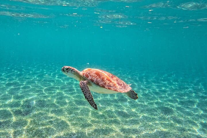 Swim with Sea Turtles in Akumal Bay — Guided Snorkel in Tsuuk Akumal photo 4
