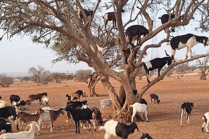 Agadir Tree-Climbing Goats: Argan Oil Tours & Rural Excursions photo 5