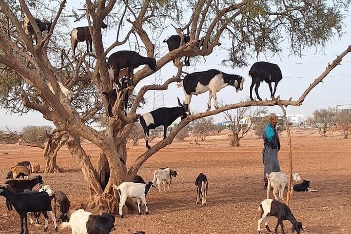 Agadir Tree-Climbing Goats: Argan Oil Tours & Rural Excursions photo 6