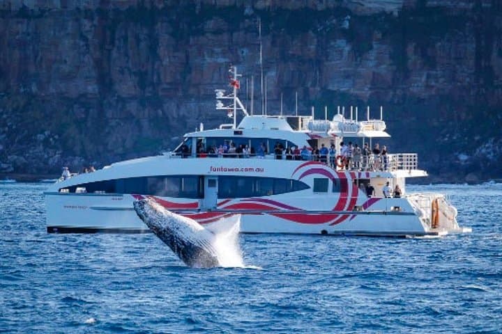 Sydney Harbour Whale Watching Cruise: 2.5-Hour Catamaran Safari from Darling Harbour photo 2