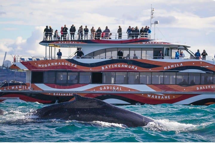 Sydney Harbour Whale Watching Cruise: 2.5-Hour Catamaran Safari from Darling Harbour photo 3
