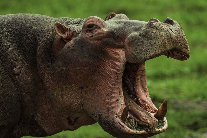 Fly-In Luxury Safari: 3-Day Masai Mara Package from Nairobi photo 3