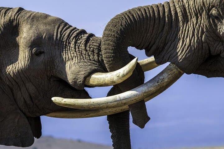 Fly-In Luxury Safari: 3-Day Masai Mara Package from Nairobi