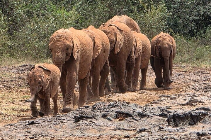 Inside Nairobi’s Wild Safari: Urban Wildlife, Elephant Orphans & Giraffe Encounters