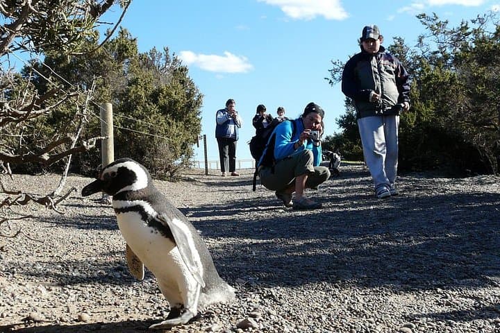 Walk Among Magellanic Penguins at Punta Tombo — Day Tour from Puerto Madryn photo 2