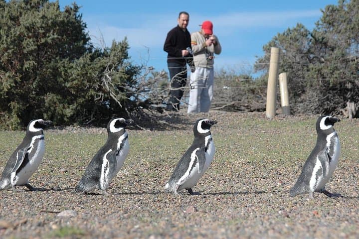 Walk Among Magellanic Penguins at Punta Tombo — Day Tour from Puerto Madryn photo 4