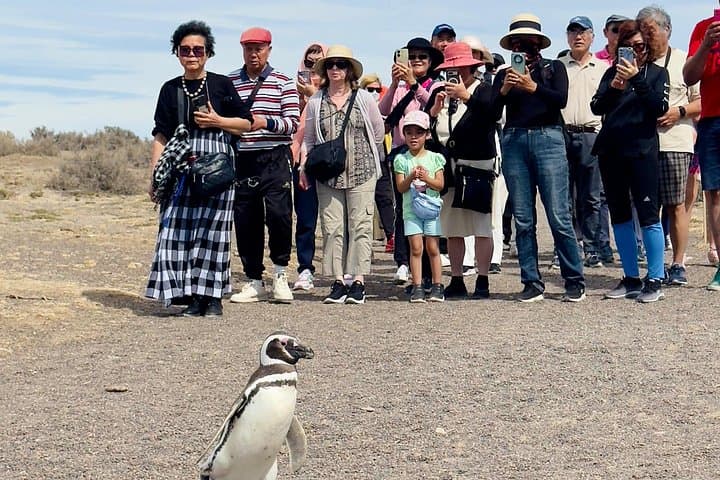 Walk Among Magellanic Penguins at Punta Tombo — Day Tour from Puerto Madryn