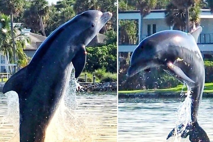 Cocoa Beach Dolphin & Manatee Intracoastal Cruise — 90-Min Wildlife Tour photo 1