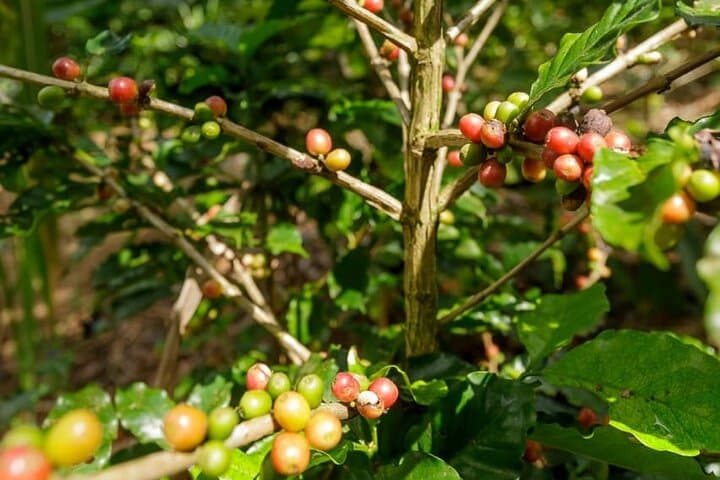 Quepos Chocolate Tour: Cacao, Coffee & Sugarcane Experience Near Manuel Antonio photo 6
