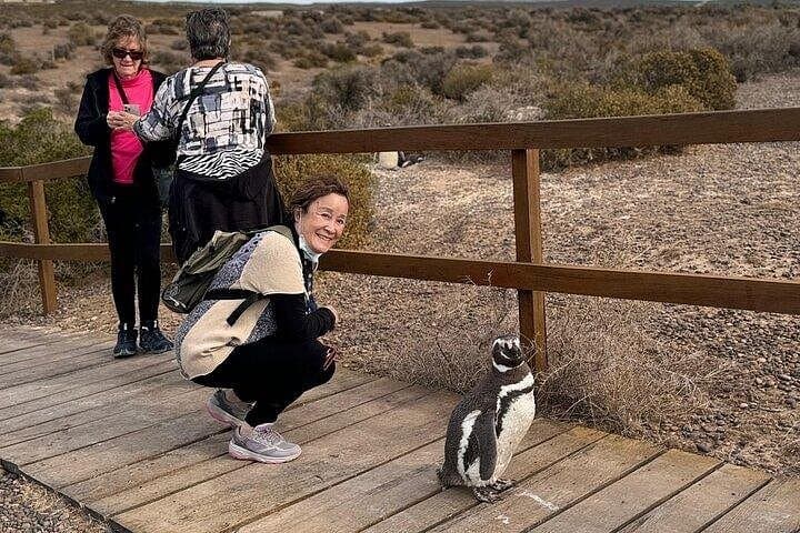 Walk Among Magellanic Penguins at Punta Tombo — Day Tour from Puerto Madryn photo 3