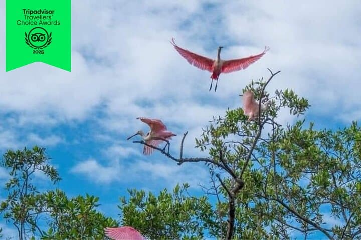 Mangrove Bird Watching and Seabirds Tour in Puntarenas — Dolphins, Mangroves & Isla San Lucas