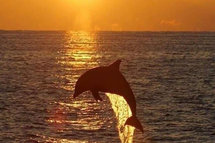 Hilton Head Sunset Dolphin Watching Cruise from Harbour Town Lighthouse
