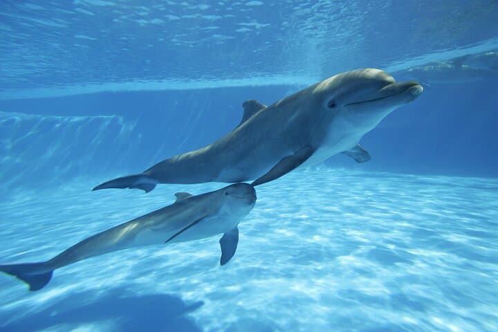 Cabo Dolphin Encounter: Natural Space Bottlenose Experience with Optional Pickup photo 3