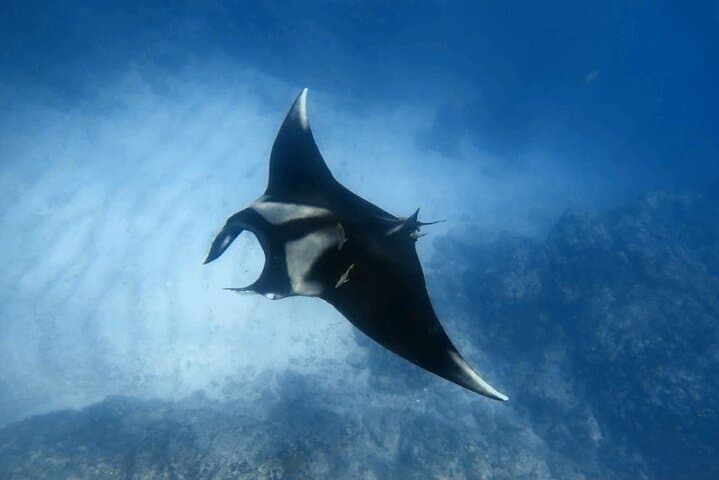 Private Catalina Islands Boat Tour and Snorkel from Tamarindo photo 4