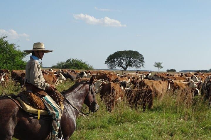 Gaucha Festival Day Trip from Buenos Aires: Estancia Ride, Asado & Equestrian Shows