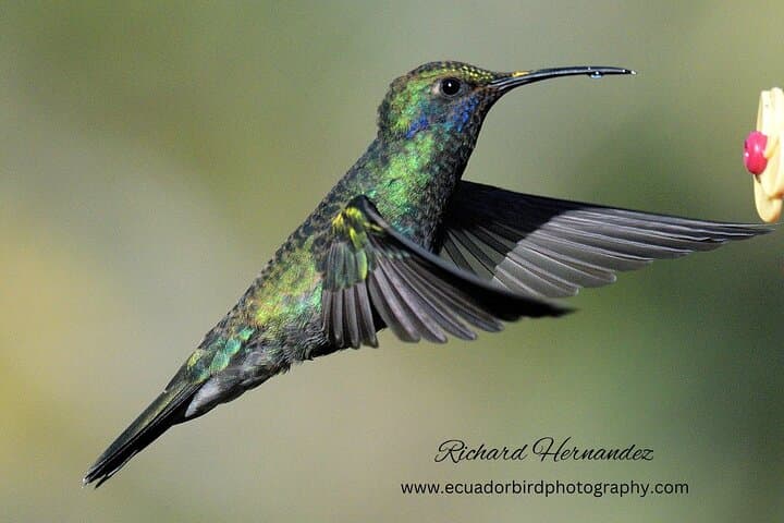 Mindo Cloud Forest Birding Day Tour from Quito with Richard Hernandez photo 2