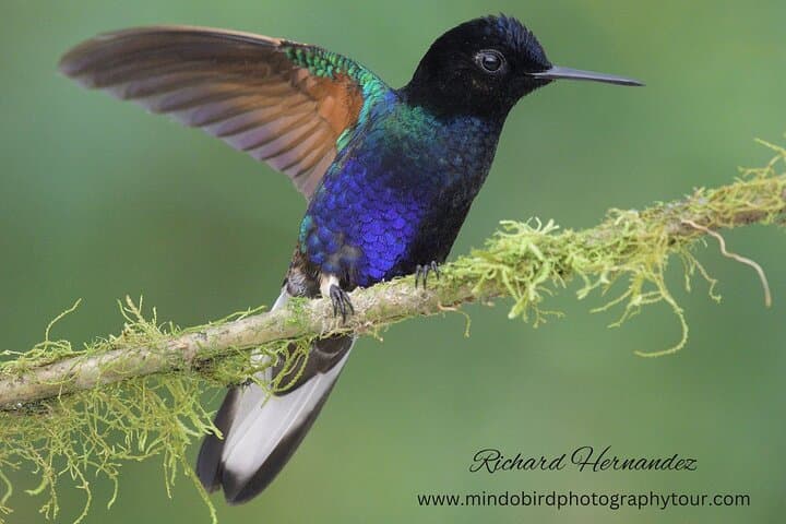 Mindo Cloud Forest Birding Day Tour from Quito with Richard Hernandez photo 3
