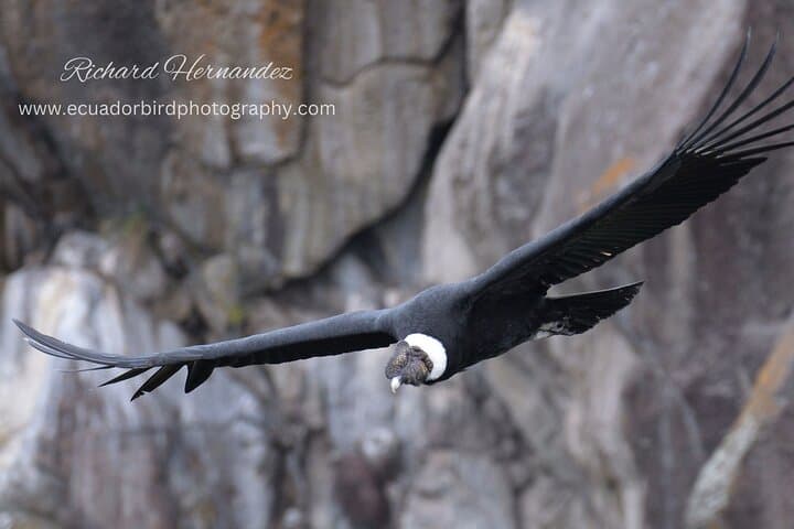 Mindo Cloud Forest Birding Day Tour from Quito with Richard Hernandez photo 6