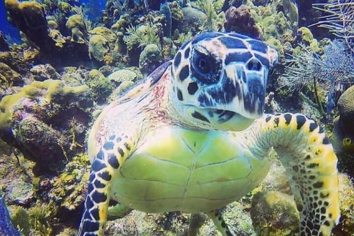 Discover Scuba Diving in Key West: Your First Dive into an Underwater Adventure photo 4