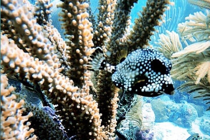 Discover Scuba Diving in Key West: Your First Dive into an Underwater Adventure photo 5