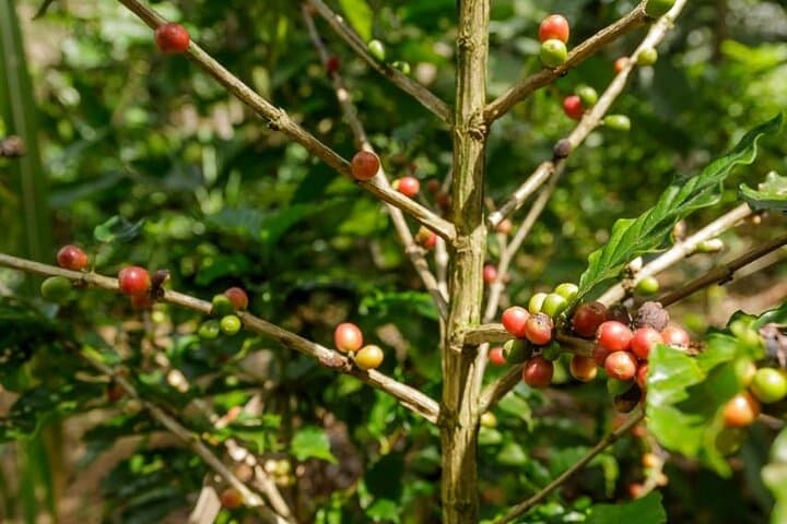 Quepos Chocolate & Wildlife Expedition: Cacao, Coffee and Sugarcane Tour Near Manuel Antonio photo 5