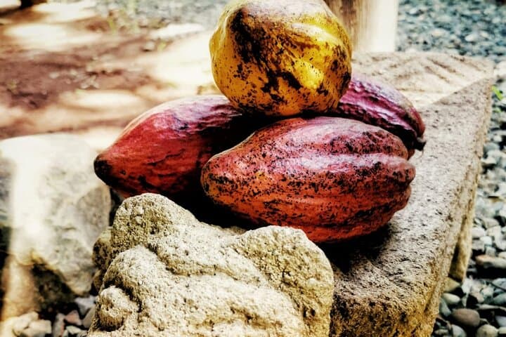 Quepos Chocolate & Wildlife Expedition: Cacao, Coffee and Sugarcane Tour Near Manuel Antonio photo 6