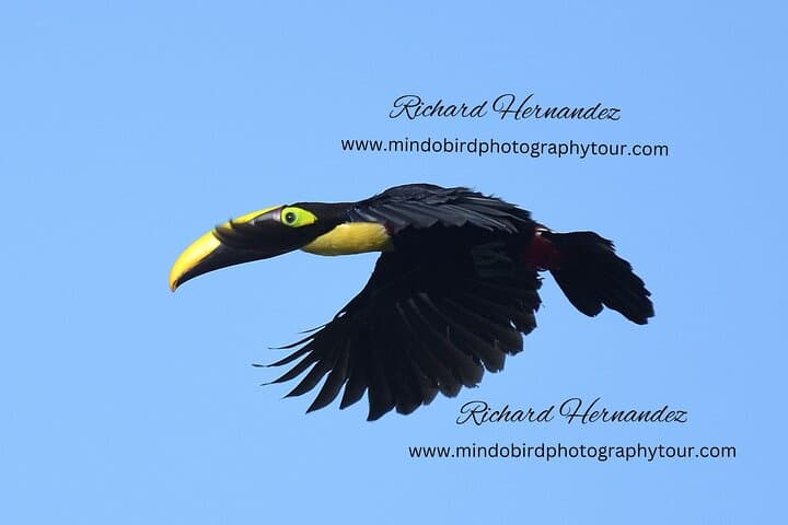 Mindo Cloud Forest Birding Day Tour from Quito with Richard Hernandez